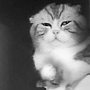 it_hurts_in_my_meow_meow