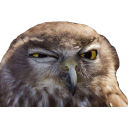 sus-owl