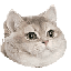 breathing-cat-intensifies