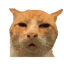 say-what-meow-wait-how