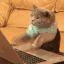 typing-cat