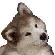 dog-confused