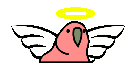 angel_parrot