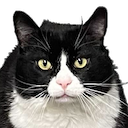feed-me-right-meow