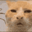 confused-huh-what-cat