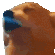 dog-jam