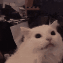 meow-meme
