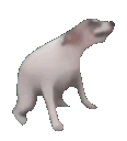 dog-dance