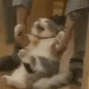 meow_dragged_away