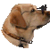 dog-cool