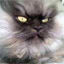 colonel-meow