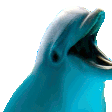 happy-dolphin