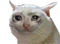 sad-cat