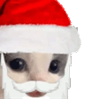 chihuahua_santa_beard