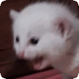 aaaaaa-meow-cat-