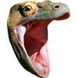komodohype