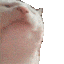 cat-jam