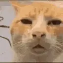 sus-cat